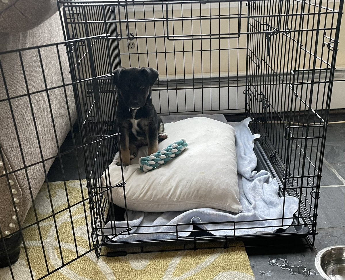 The Sunkin family got one Christmas present a little early this year. 

Introducing rescue puppy Rocky, a 2-month-old husky, shepherd and a bunch of other breeds all rolled into a furball of cuteness. 

#rescuepuppy 
#winedog