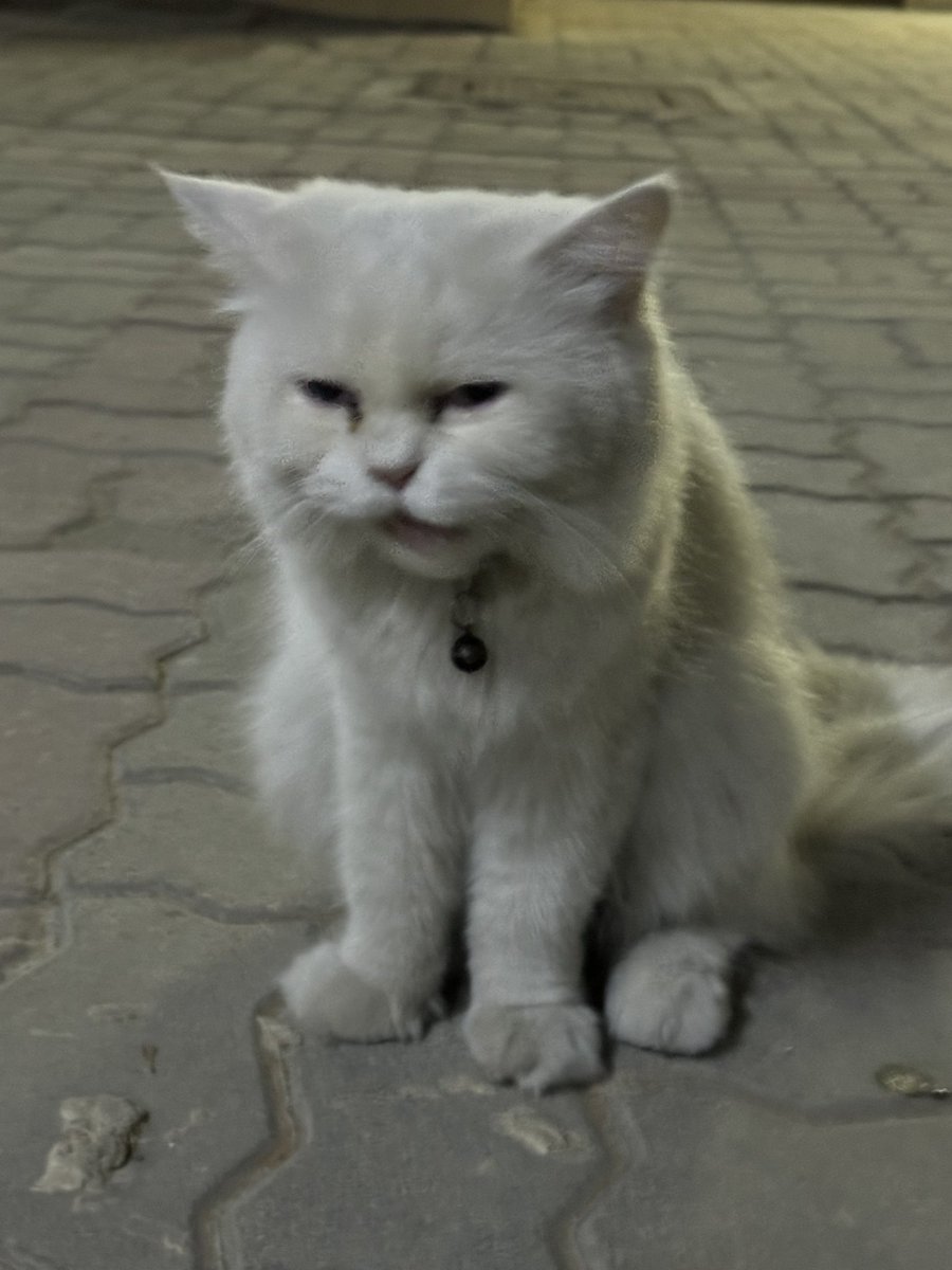Mryoom's tweet photo. Cat found in sharjah al riffa area https://t.co/KWqXR7UMpL