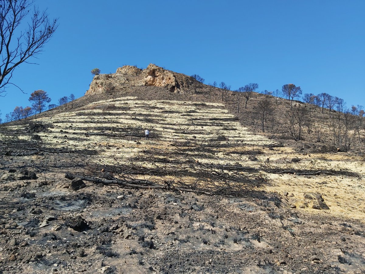 Cuatro años van ya del incendio de Agramón (AB), en verano de 2020. En los trabajos de restauración se aplicaron diferentes medidas de emergencia como por ejemplo, mulching de paja y acordonados. En la foto, detalle de una ladera no tratada y otra tratada justo después del fuego.