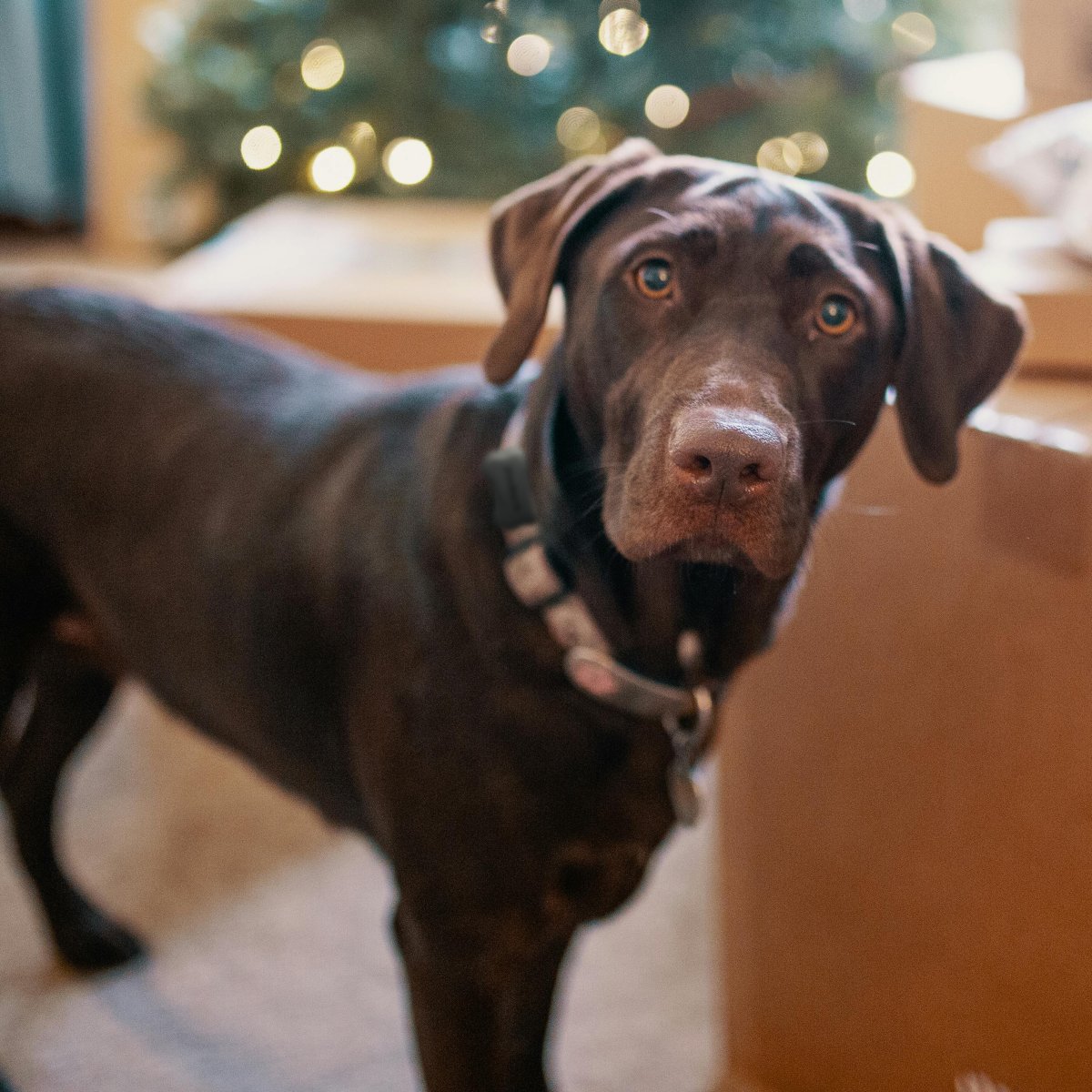 FitBark (@fitbark) on Twitter photo "Are those presents for me?" πΆ "Are those presents for me?" πΆ