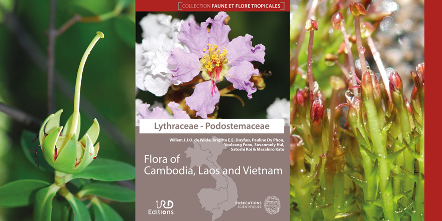 Publications MNHN 🐝 tweet media