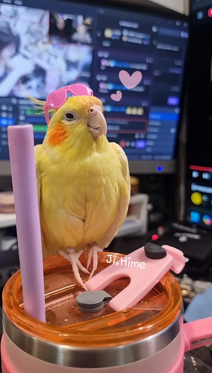 Ji_Hime_69's tweet photo. I'm I pretty ~ ? 🐥💕

#jihime #fateji #funny #streamergirl #cosplaygirl #contentcreator #streamer #gamers #casualgamer #firstimer #justforfun #Christmas #christmas2024 #christmastree #ChristmasDecor #memes #justforfun #birds #birdlovers #cockatiel #cute #cuteanimals #cutegirl https://t.co/gNlrXtqpHO
