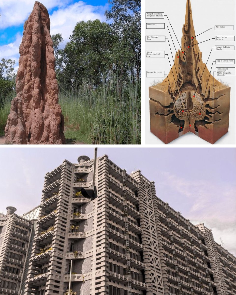 JamesLucasIT's tweet image. 7. Passively cooled buildings, inspired by termite mounds, maintain stable temperatures without air-conditioning.

By using thermal mass and natural airflow, these structures store and release heat, reducing energy costs and providing a sustainable climate control solution.