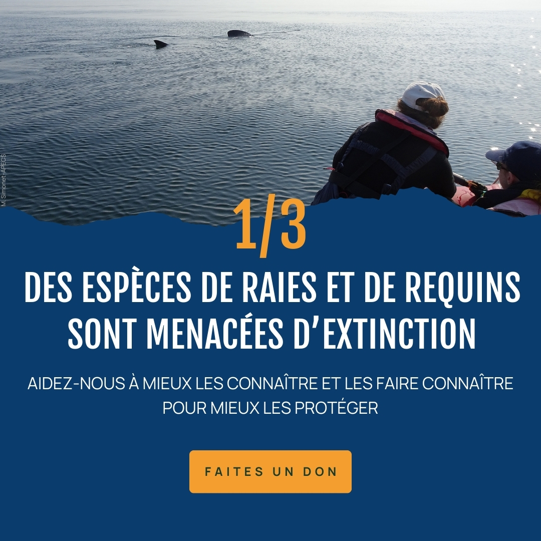 🙏En cette période de fin d’année, unissons nos forces pour protéger nos océans et ses incroyables habitants !

💧Chaque don, quelle que soit sa taille, fera la différence.

Ensemble, offrons un avenir serein à ces créatures majestueuses ! 
helloasso.com/associations/a…