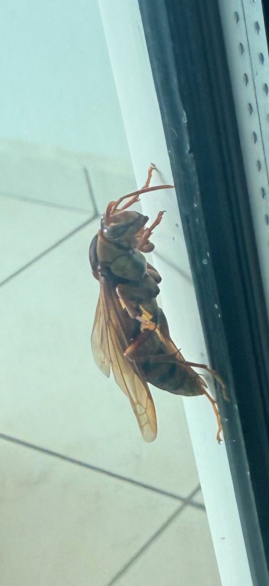 WorldNieta's tweet photo. @CBCNews had a murder hornet on our deck in Mexico last week. https://t.co/q327xO4dAb