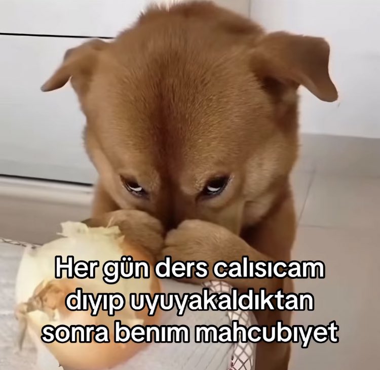 elf (@starnightle) on Twitter photo 