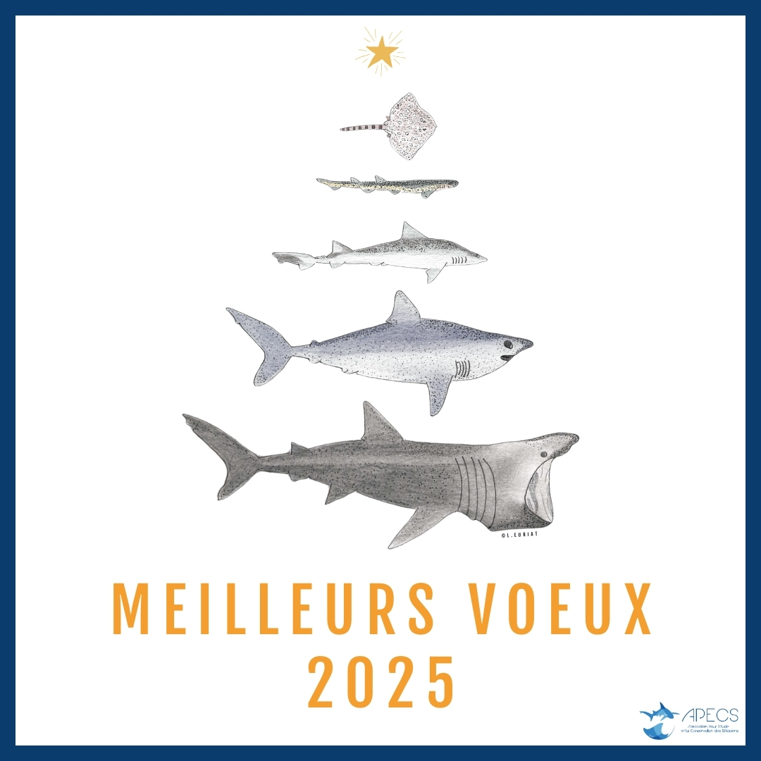 Toute l'équipe de l'APECS vous adresse ses plus chaleureux vœux pour 2025 !

C'est  grâce à votre engagement, votre enthousiasme et votre soutien que nous  pouvons continuer à avancer ensemble vers des projets inspirants en faveur de la  conservation des raies et des requins.