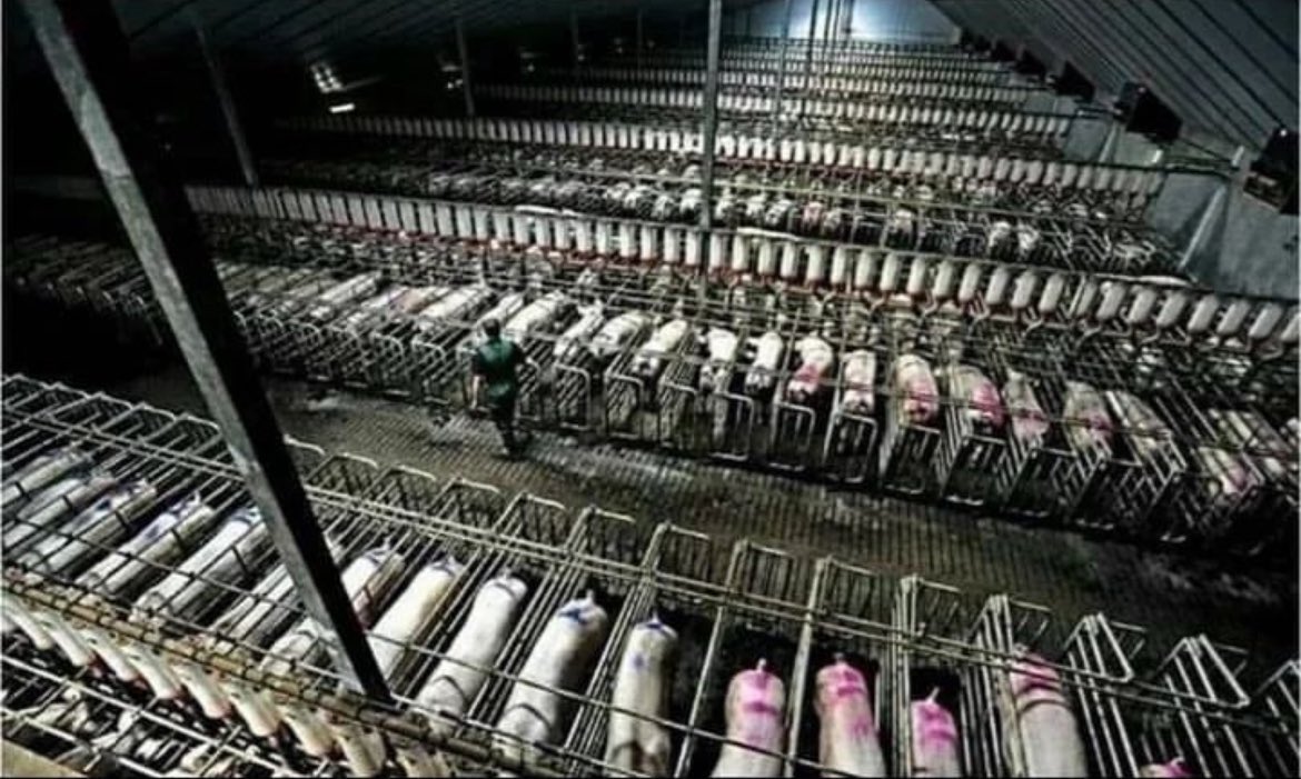 NothingIsArt's tweet photo. If they're not enslaved, then what are they? Free?
- Gary Yourofsky https://t.co/jiSp3lDHe9