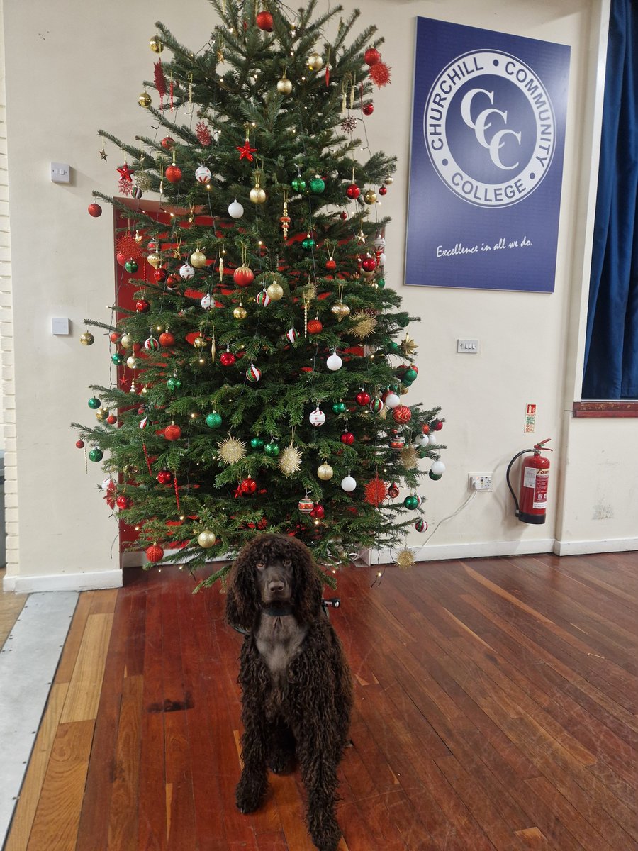 Here's Murphy from <a href="/EducatingCCC/">Educating Churchill</a> who behaved beautifully during staff training about delivering Dyslexia Team programmes. 
If you have a group of 5 or more staff who would be interested in training, please get in touch.