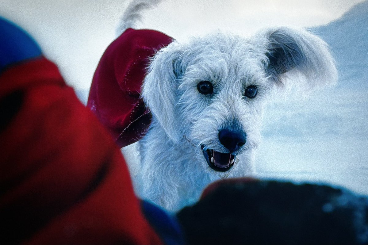 You had me at dog.

#SupermanMovie