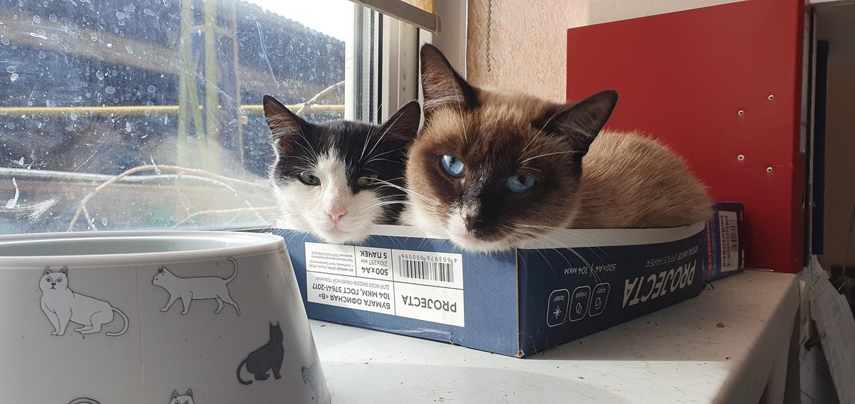 OldGnom's tweet photo. @vzrosly_content @50pets https://t.co/kIGB0U06HU