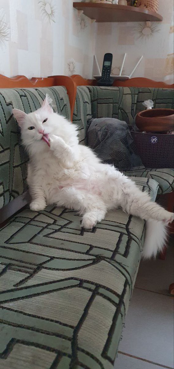 OldGnom's tweet photo. @vzrosly_content @50pets https://t.co/kIGB0U06HU