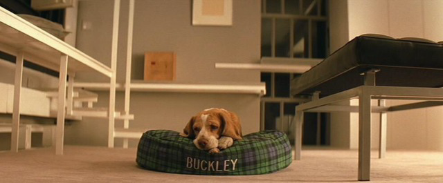 TheCinesthetic's tweet photo. The Royal Tenenbaums (2001) Dir. Wes Anderson https://t.co/GYEeW7Arrk