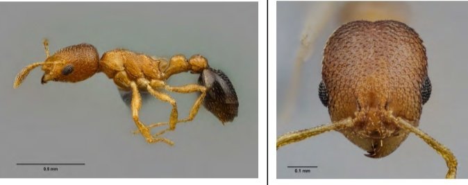 Un nuevo artículo publicado en el Boletín de la Asociación Española de Entomología 

Un unstoppable process: The exotic species Cardiocondyla obscurior Wheeler, 1929 (Hymenoptera, Formicidae, Myrmicinae) arrives in Morocco

Consulta o descarga en: entomologica.es/publicaciones-…