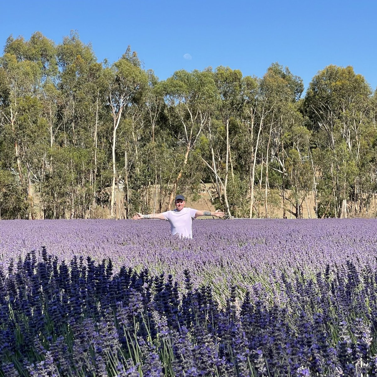 deebeew26's tweet photo. Lovely morning at the lavender estate💜 🦙 https://t.co/Wj4JYChe7Q