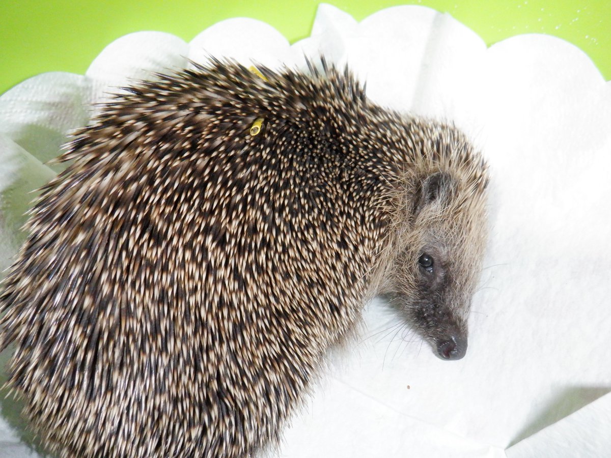 How wonderful to see PETA, the biggest animal rights organisation in the world, making their position clear and standing up for our precious UK hedgehogs, against these cruel vanity taggers.
Thank you <a href="/PETAUK/">PETA UK</a> from the bottom of my heart.
Please read: peta.org.uk/blog/tagged-he…