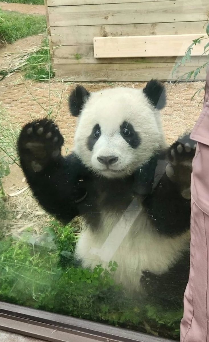 koookbao's tweet photo. 돌멩이들 나 안아,,,

#푸바오 #Fubao https://t.co/RdR66drLTA