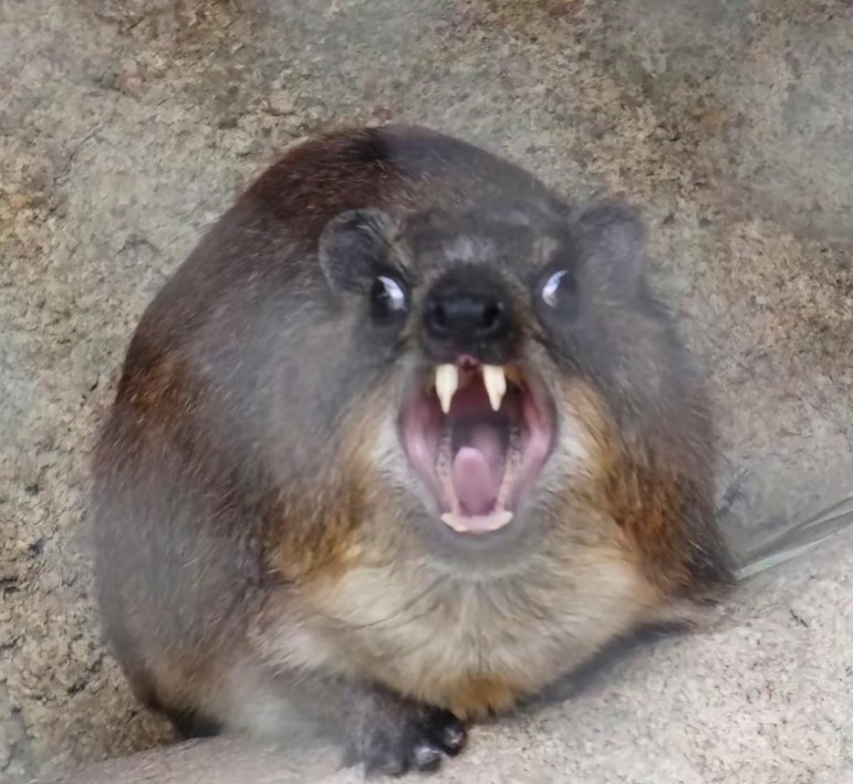 hope hopes hoping (@hopes_revenge) on Twitter photo 