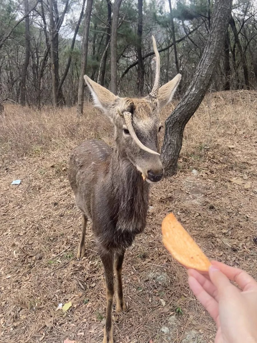 Are the antlers okay?
I saw it on Mountain this morning. It didn't fall off like normal, and the base was crooked.