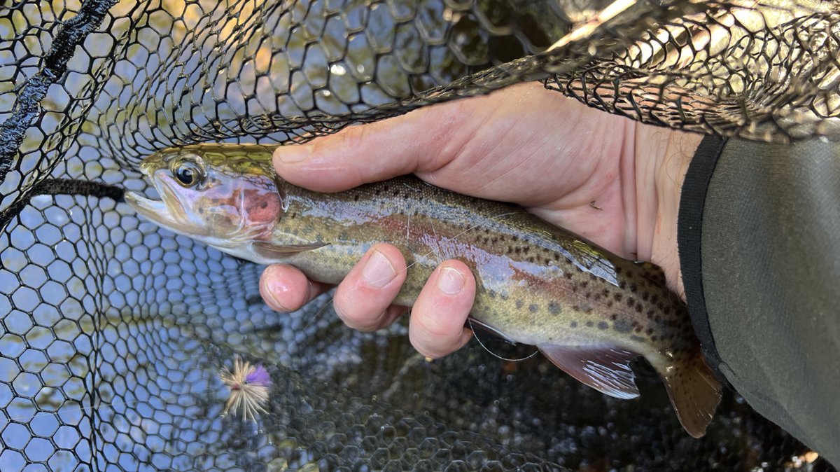 ‘Many of us would probably be better fishermen if we did not spend so much time watching and waiting for the world to become perfect’
Norman Maclean, A River Runs Through it