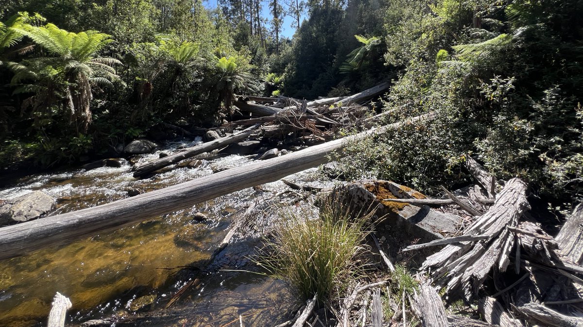 holt_rd's tweet photo. ‘Many of us would probably be better fishermen if we did not spend so much time watching and waiting for the world to become perfect’
Norman Maclean, A River Runs Through it https://t.co/yg4DYwwJyN