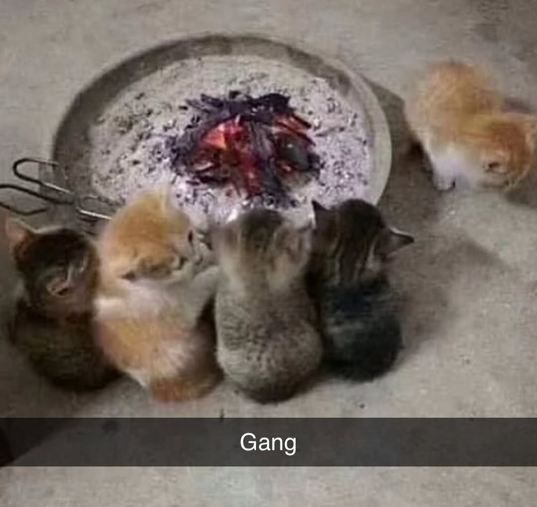 smol silly cat tweet media