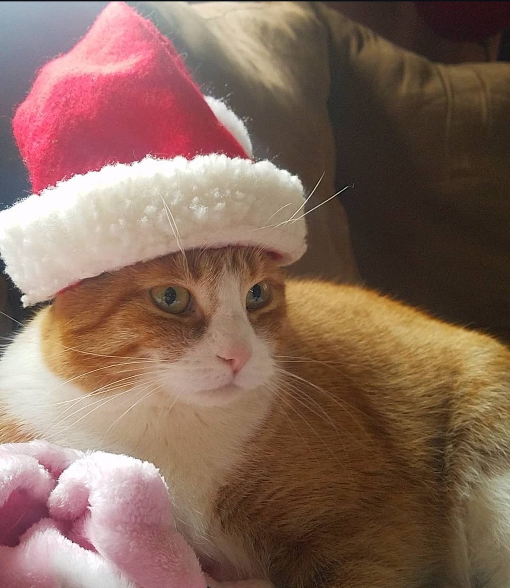 sushiandrunt's tweet photo. Ramsay is ready for the holidays. https://t.co/rO5k11dP5B