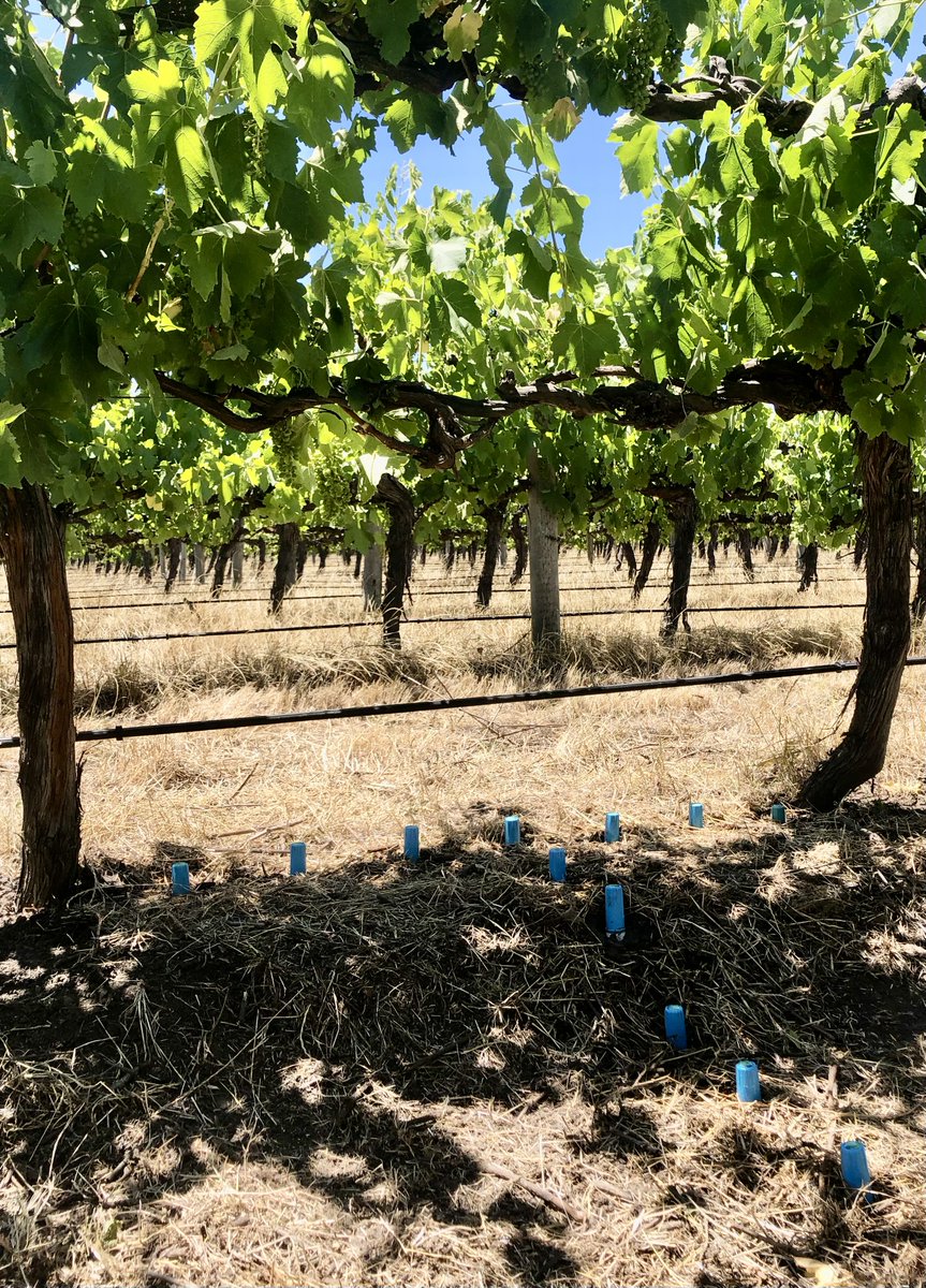 SentekTech's tweet image. Here is a short recap of what we have been involved in during December!

#Sentek #Galcon #decemberrecap #installation #drillanddrop #tapered #undisturbedinstallation #McLarenVale #grapes #soilmoisture #australianmade #senteksaveswater #MVGWTA #strawberry #adelaidehills