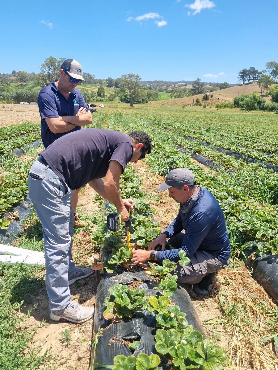 SentekTech's tweet image. Here is a short recap of what we have been involved in during December!

#Sentek #Galcon #decemberrecap #installation #drillanddrop #tapered #undisturbedinstallation #McLarenVale #grapes #soilmoisture #australianmade #senteksaveswater #MVGWTA #strawberry #adelaidehills