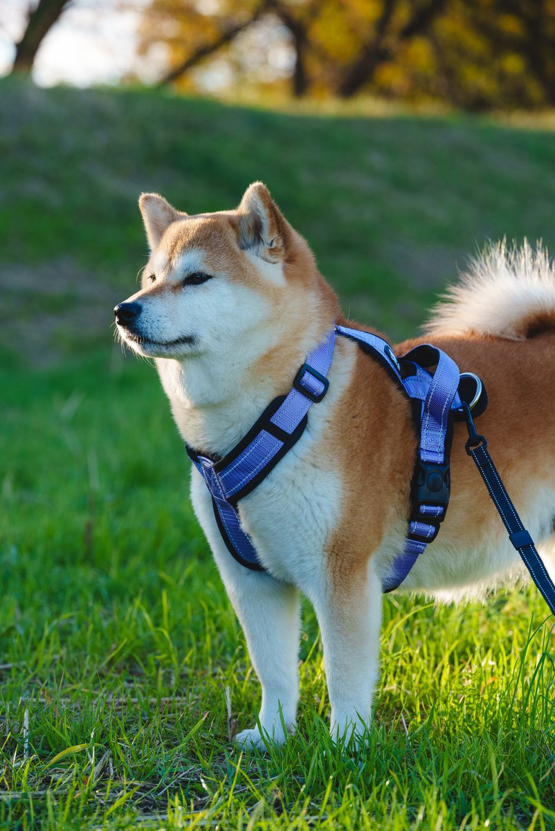 momosiba2's tweet photo. 9時40分頃、新座市大和田の自宅より、愛犬柴犬コハルが脱走しました。
7歳 メス 
体重15kgぽっちゃり体型
首輪なし。

情報ありました連絡下さい。

#迷い犬 https://t.co/durtz7oLRX
