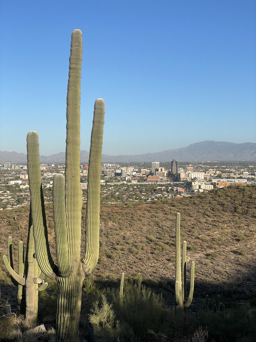 aemerybrown's tweet photo. It has been aggressively nice outside recently in Tucson, Arizona. https://t.co/PlPRjJjGKJ
