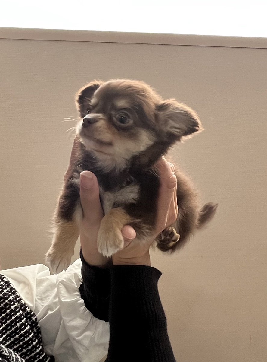 Volom817's tweet photo. 🐶長女（ワンコ）が亡くなって6年。

🐶次女（ワンコ）が亡くなって８ヶ月•••（涙）

なかなか吹っ切れなかったけど運命の出会いが😍

これから家族になる男の子をご紹介します😍

#チワワ
#チョコレートタン 
#なぜかヴェゼル https://t.co/WPiORsJIYR