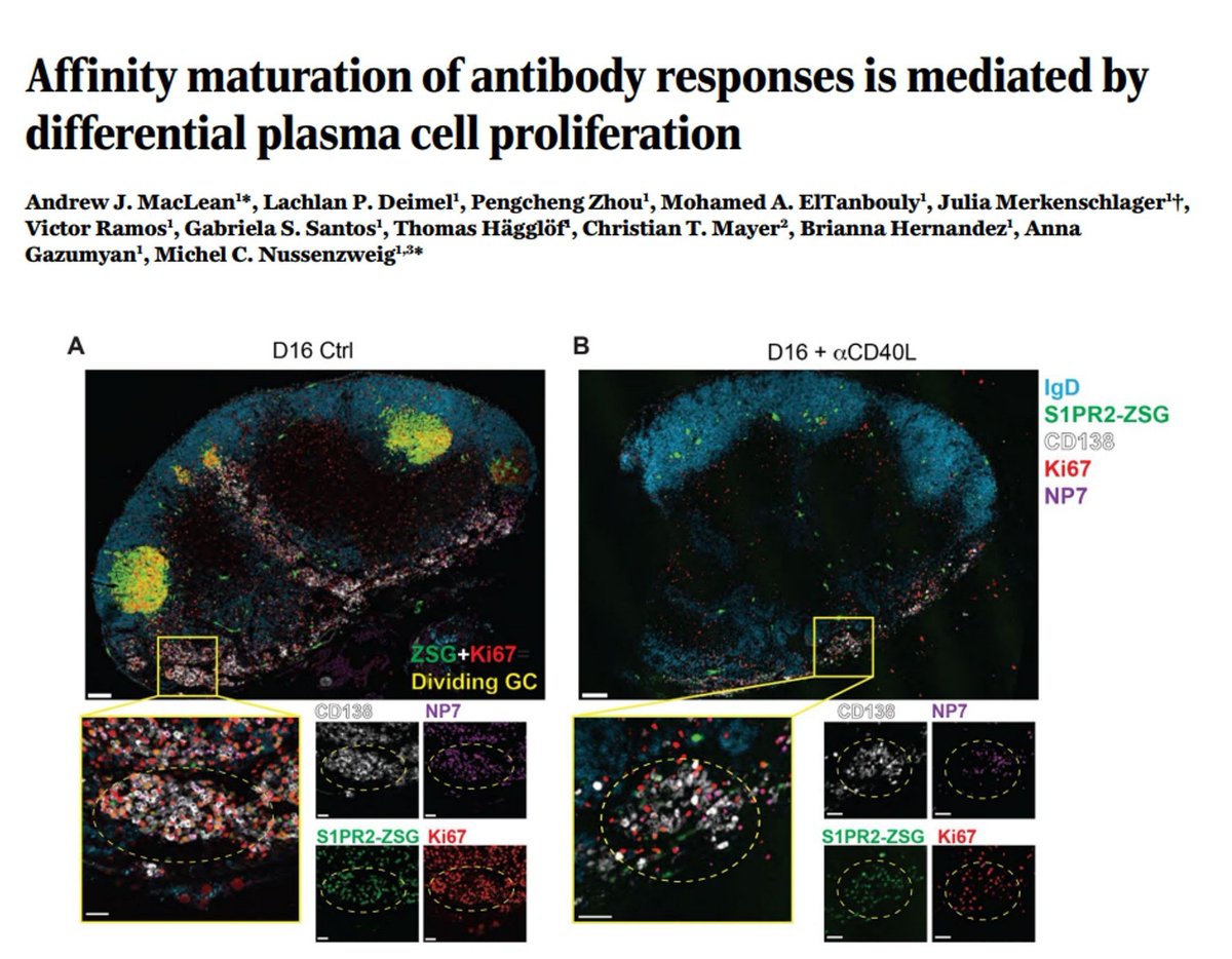 Sarah Ross (@sarah_h_ross) on Twitter photo #Immunology by first release now <a href="/ScienceMagazine/">Science Magazine</a>
Plasma cells producing high-affinity antibodies dominate the plasma cell population through increased proliferation.
buff.ly/3BzpLmL
By Andrew MacLean, Michel Nussenzweig et al. #Immunology by first release now <a href="/ScienceMagazine/">Science Magazine</a>
Plasma cells producing high-affinity antibodies dominate the plasma cell population through increased proliferation.
buff.ly/3BzpLmL
By Andrew MacLean, Michel Nussenzweig et al.