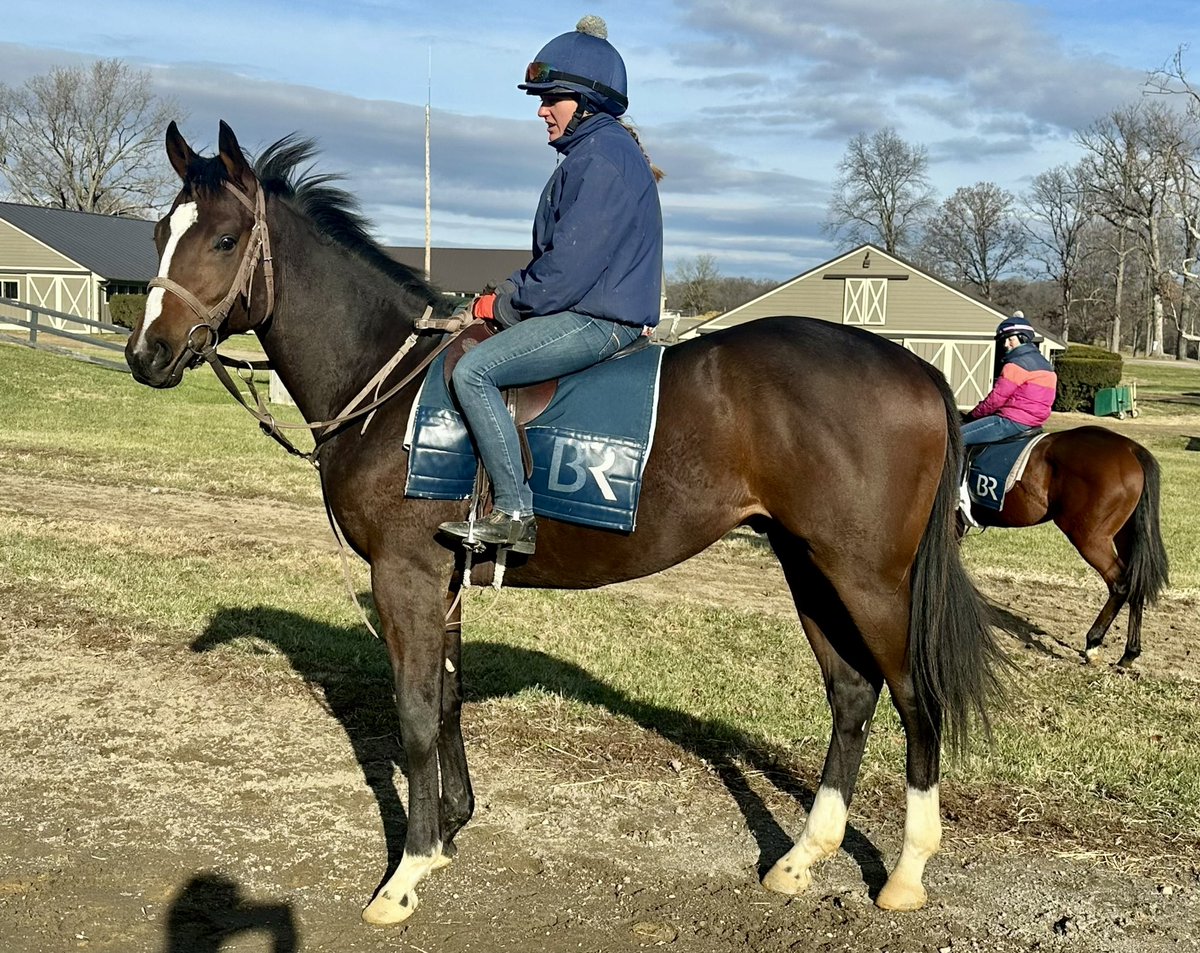 ItstheJHo's tweet photo. My yearling colt, now named HIT ZERO, growing up and filling out in Virginia with @BallyerinRacing. He’s by @LanesEndFarms stallion Twirling Candy #VACertified https://t.co/9zo0gFlgX6