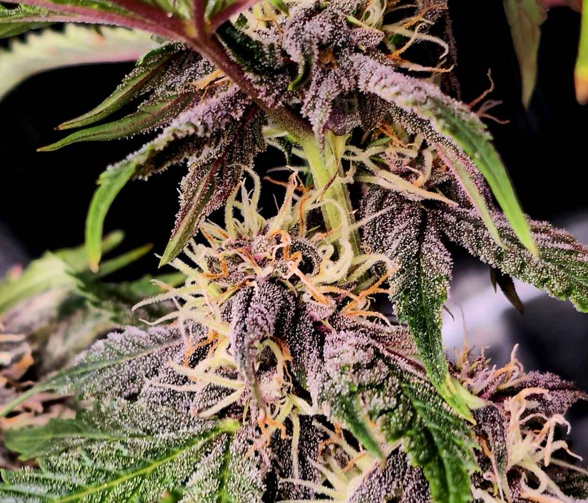 Pineapple Treat (Cherry Bangarang Bx1) Autoflower

Insane pineapple candy terps