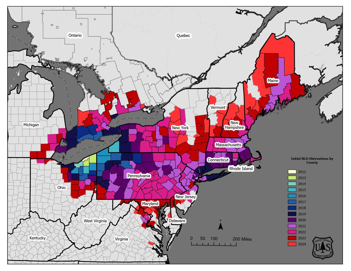 USFS Eastern Region (@usfs_r9) on Twitter photo Beech leaf disease has spread rapidly since it was detected in 2012. The map, updated with 2024 detections, shows when BLD was detected on a county level in the U.S and Canada. Read our BLD Pest Alert to learn more about the disease.  usfs-public.app.box.com/v/CurrentPestA… Beech leaf disease has spread rapidly since it was detected in 2012. The map, updated with 2024 detections, shows when BLD was detected on a county level in the U.S and Canada. Read our BLD Pest Alert to learn more about the disease.  usfs-public.app.box.com/v/CurrentPestA…