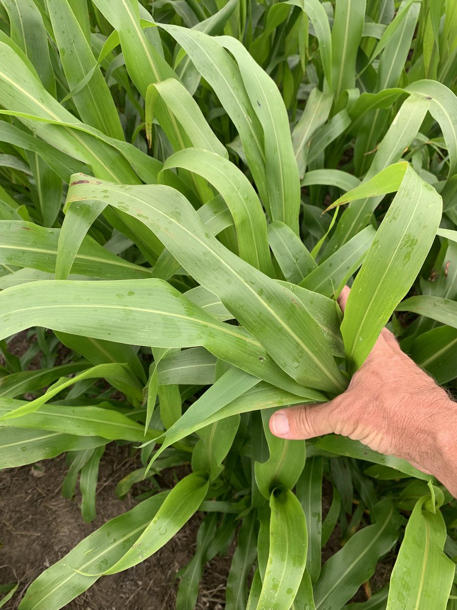 Sorgo forrajero fotosensitivo 4120 FS en Aiguá, Maldonado.
¡Otro listo para el pastoreo!