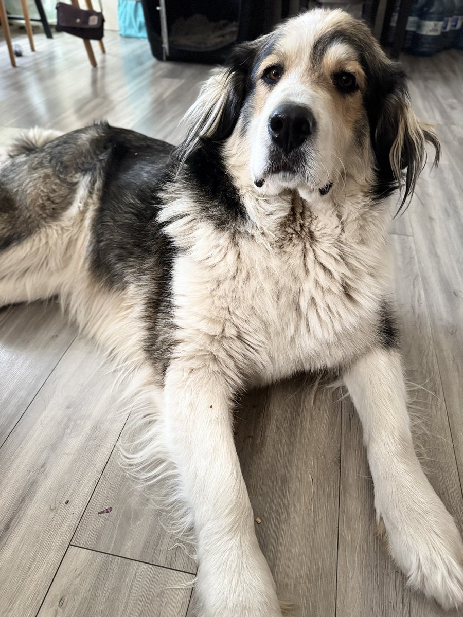 LibTearsareyum's tweet photo. The X sphere is a pretty big space. Someone stole my dog. She has been missing a day. Anyone that can share this please do. She’s unique. Maybe someone will see her. https://t.co/xK3sXhUH2t