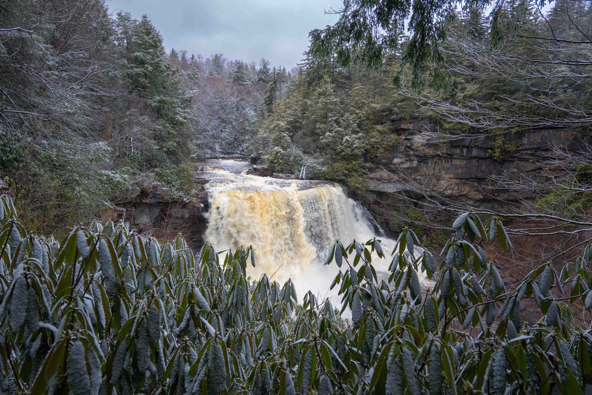TuckerCounty_WV (@tuckercounty_wv) on Twitter photo #Winter weather is back with enough cold to curl the rhododendron and produce some holiday snow. β
#Rhododendron leaves curl primarily as a natural defense mechanism to reduce water loss during cold weather by minimizing the exposed leaf surface.
<a href="/capitalweather/">Capital Weather Gang</a>
#gettuckered #Winter weather is back with enough cold to curl the rhododendron and produce some holiday snow. β
#Rhododendron leaves curl primarily as a natural defense mechanism to reduce water loss during cold weather by minimizing the exposed leaf surface.
<a href="/capitalweather/">Capital Weather Gang</a>
#gettuckered