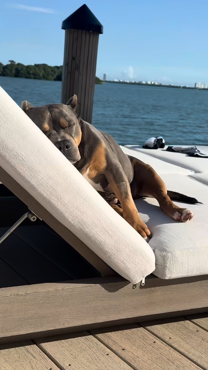 .<a href="/stoolpresidente/">Dave Portnoy</a> sleeping after getting <a href="/franciscellis/">Francis</a> idol

#SurvivingBarstool