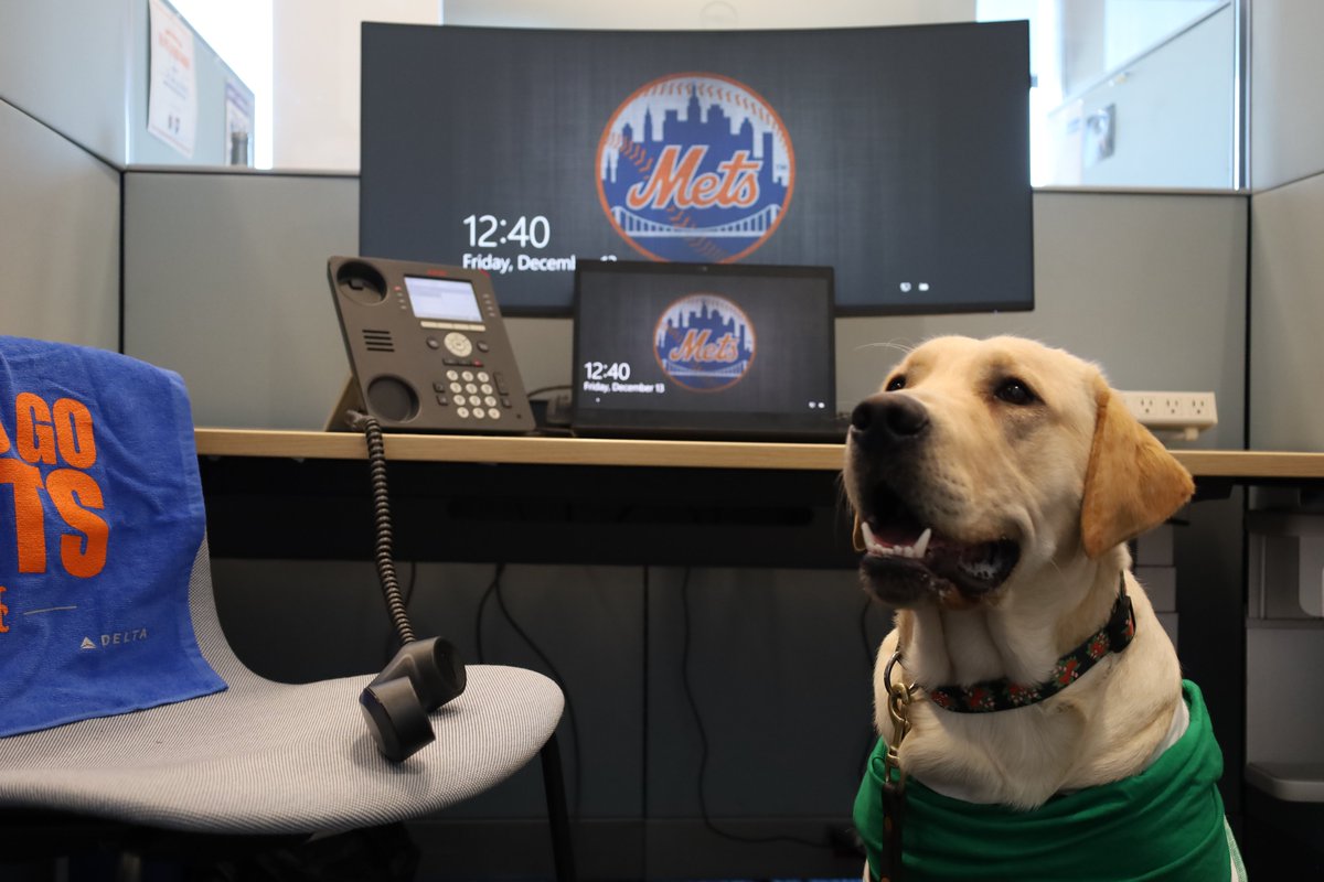 MetsVetDog's tweet photo. Buddy the Elf, what's your favorite color? πβ€οΈ #Elf #12DaysofBuddy https://t.co/xFtcdiTMm5