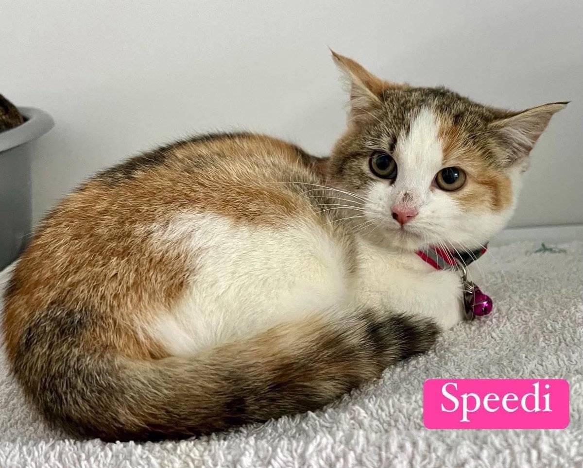 newstartcats1's tweet photo. This cat has a name that epitomises everything that I am not... meet Speedi. This lovely 6 month old princess is looking for a new pad to make her own. 
She is ok with other cats, children and dogs. Speedi hopes her new home will have a comfy spot &amp; space for zoomies! 😬😻🐾🤭 https://t.co/apd20q3Ozo