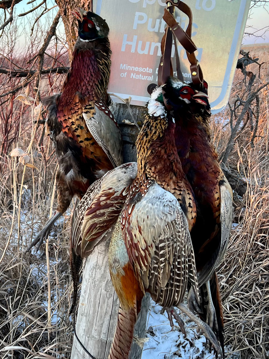 Pheasants Forever tweet media