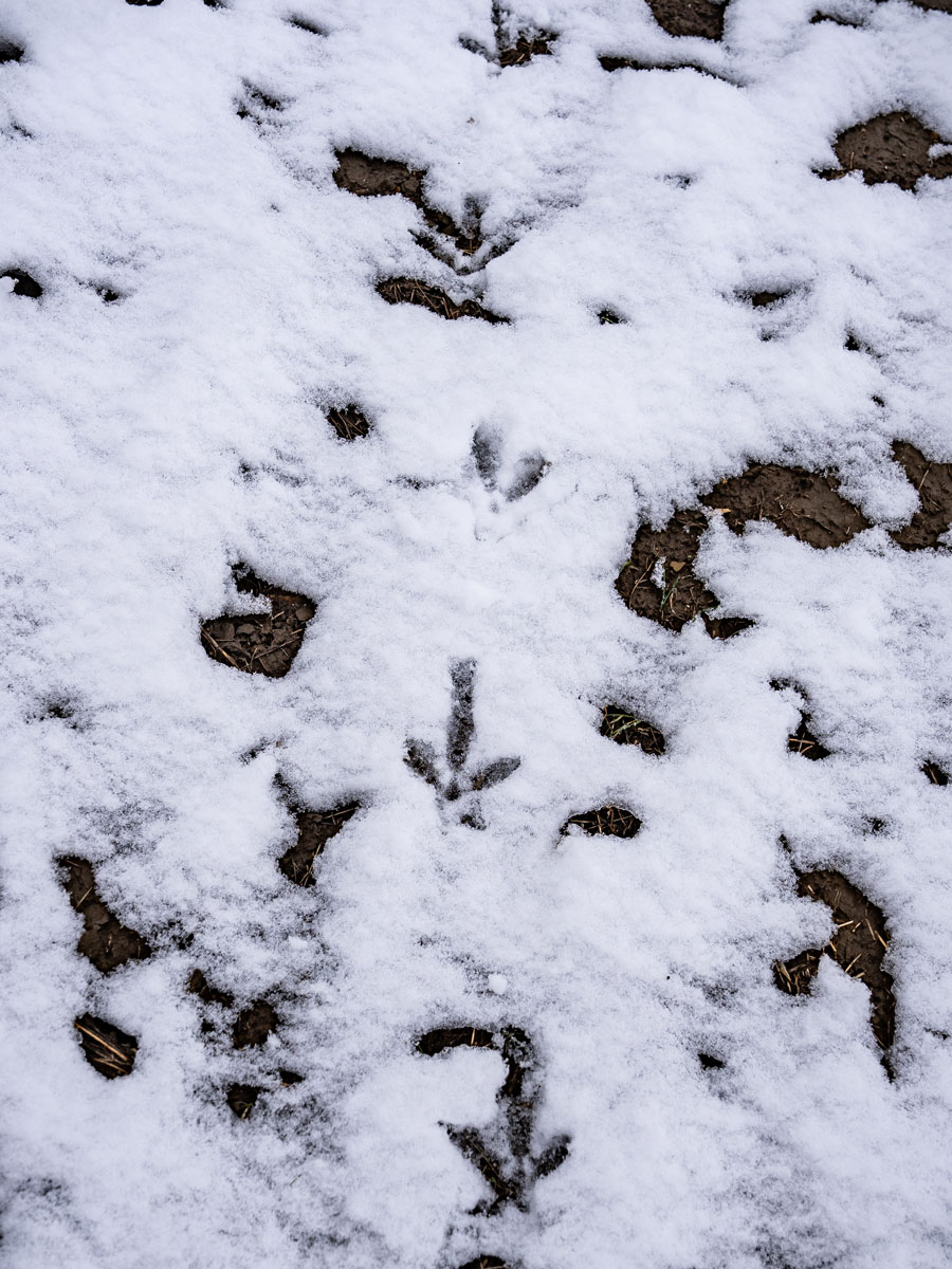 Pheasants Forever tweet media