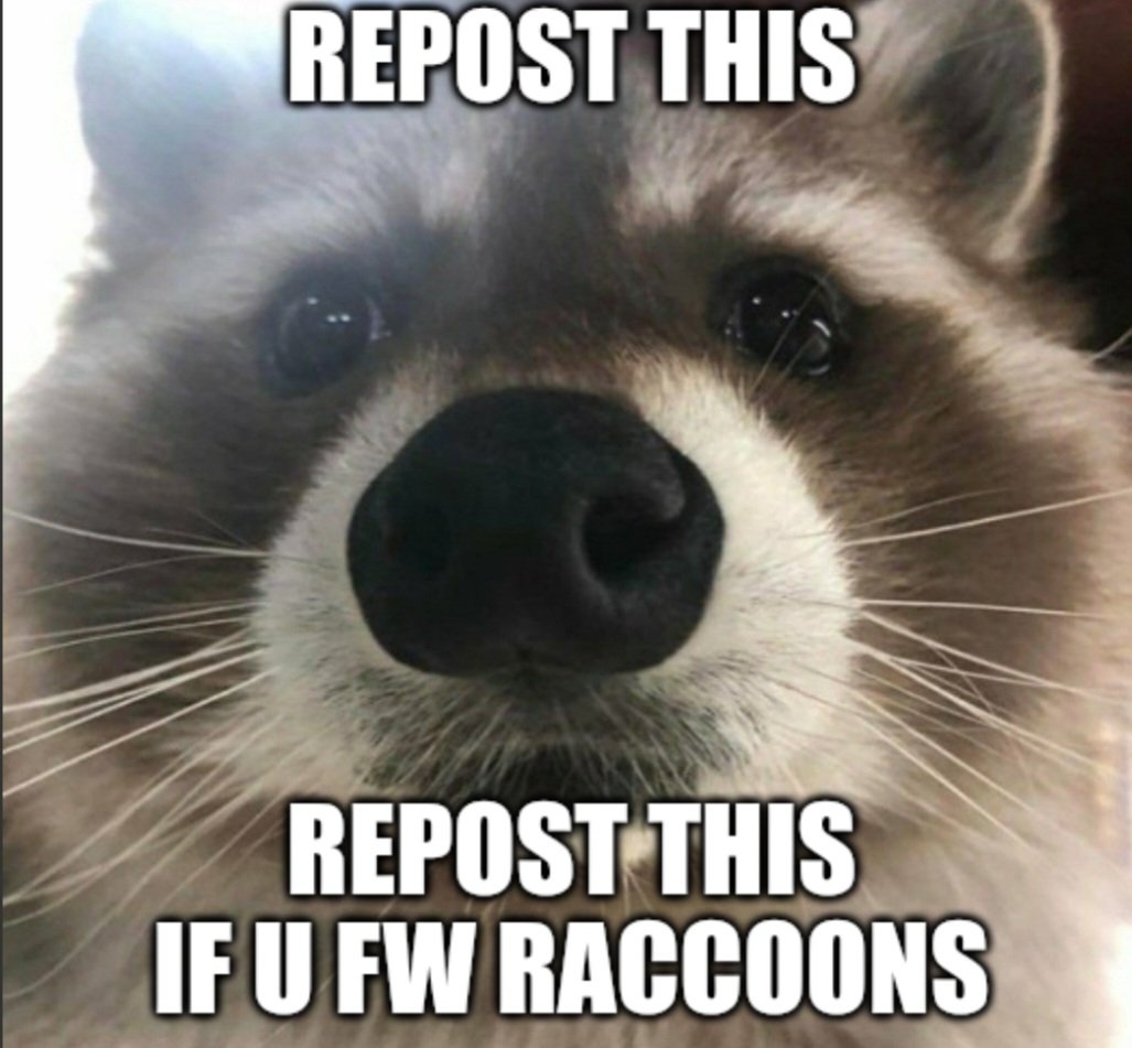 Why you should have a Raccoon tweet media