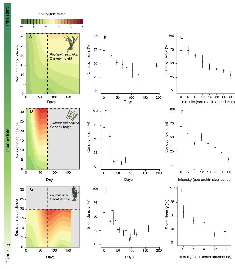 We compared the response (change in shoot density and canopy height) of three seagrass species with different growth strategies (opportunistic to persistent).