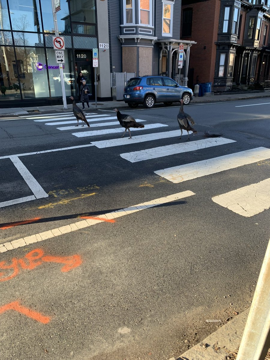 Law abiding turkeys in Cambridge this AM —