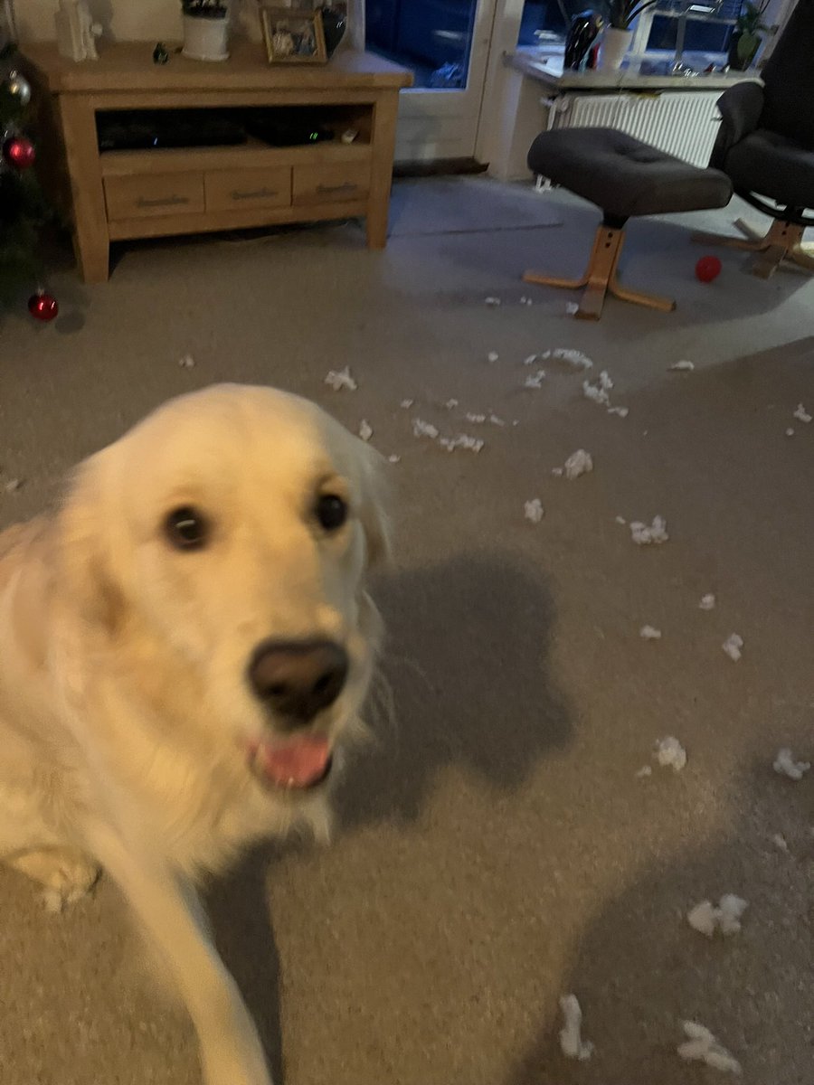 dennisbrink76's tweet photo. @PuppiesIover https://t.co/x4pQmbWOxp