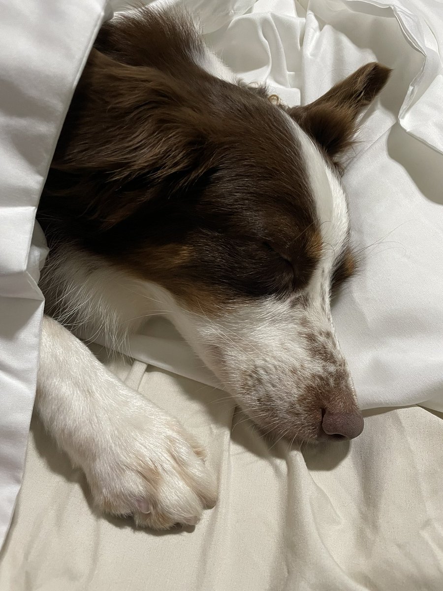 qsofiam's tweet image. Lately 🧚🏻