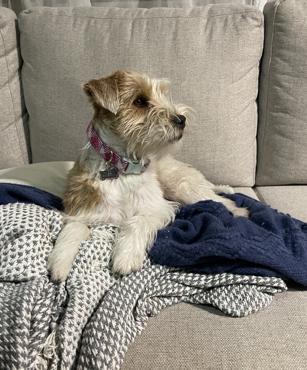 qsofiam's tweet image. Lately 🧚🏻